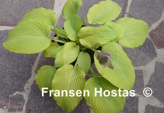 Hosta Kasseler Gold